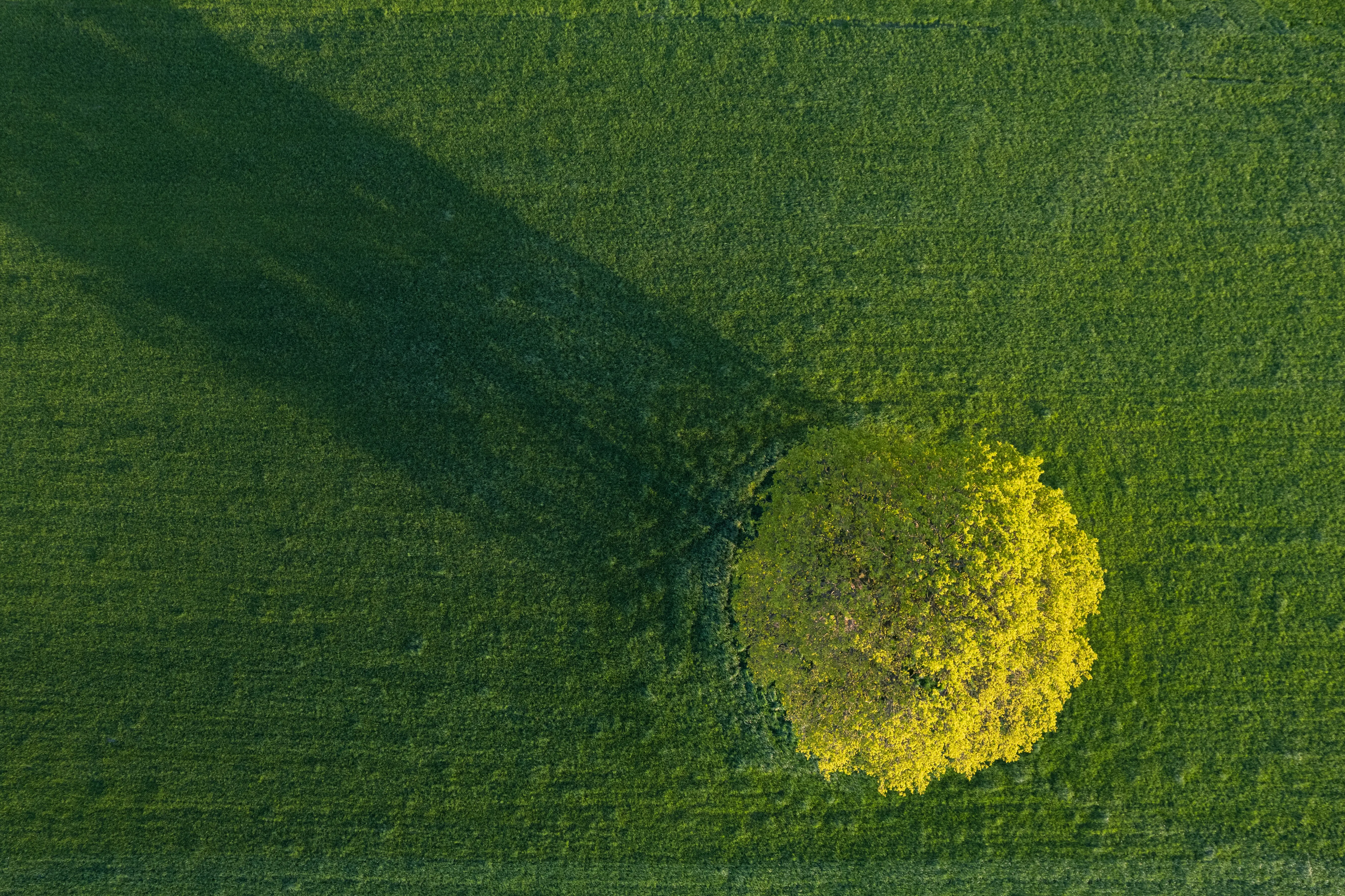 An agricultural field seen from a high angle.